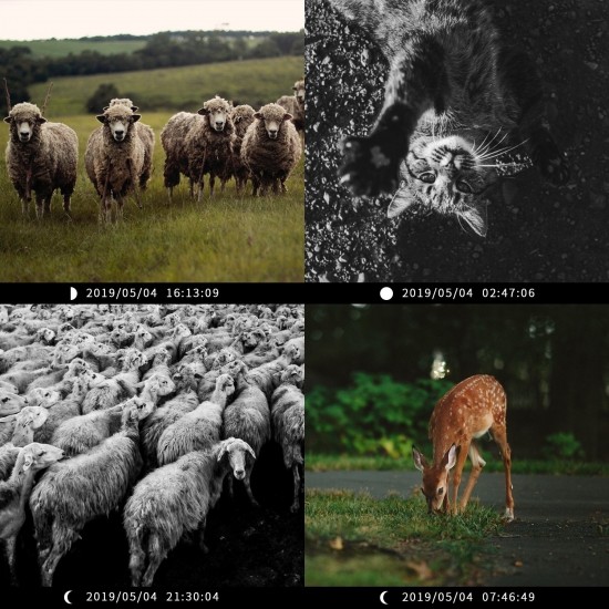 Campark T20 Mini Wildlife Camera-12MP 1080P HD Trail Game Camera Campark T20 Mini Wildlife Camera-12MP 1080P HD Trail Game Camera