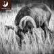 Campark T20 Mini Wildlife Camera-12MP 1080P HD Trail Game Camera Campark T20 Mini Wildlife Camera-12MP 1080P HD Trail Game Camera