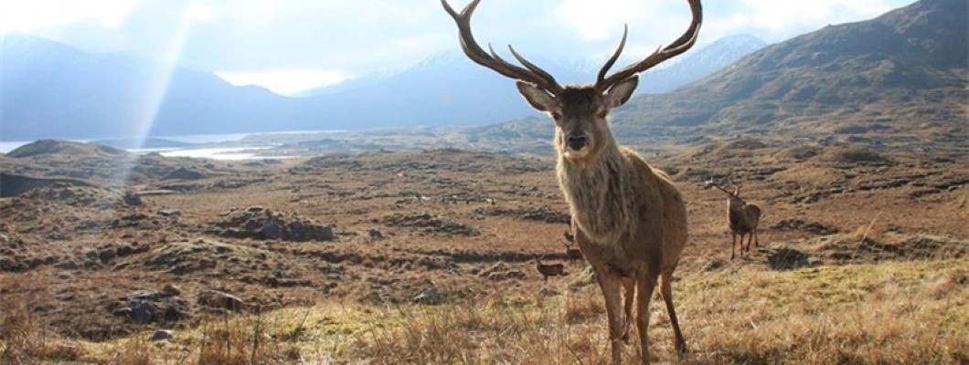 Trail camera — a great assistant for your outdoor activities Trail camera — a great assistant for your outdoor activities