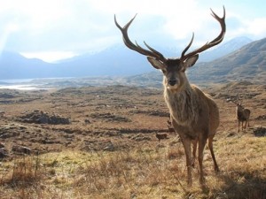 Trail camera — a great assistant for your outdoor activities