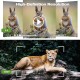 Campark TC05 4k 48MP Wifi Night Vision Trail Cam With 32G SD Card Campark TC05 4k 48MP Wifi Night Vision Trail Cam With 32G SD Card